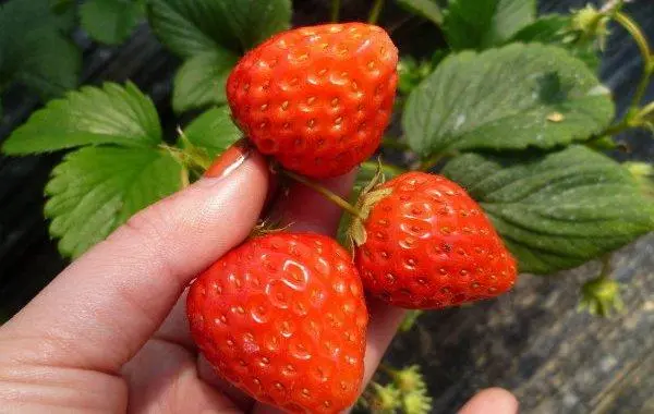 草莓炭疽病的防治草莓炭疽病的特点症状